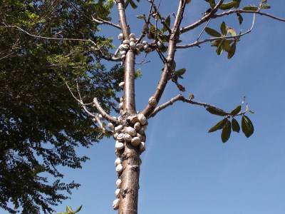 Schnecken beflkern den Baum an unseren SP