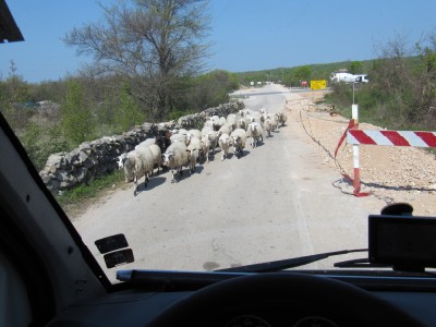 Hier haben Schafe "Vorfahrt"  :-)