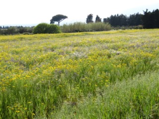 "wilde" Blumenwiese