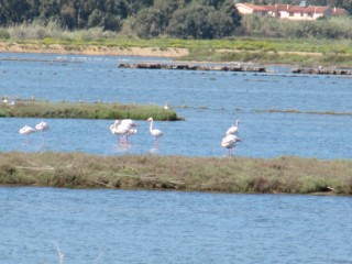 Flamingos an der Haupstrasse 