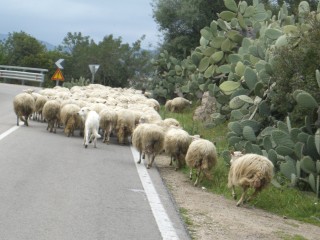 Schafe auf der Straße ... Überholen verboten !!!